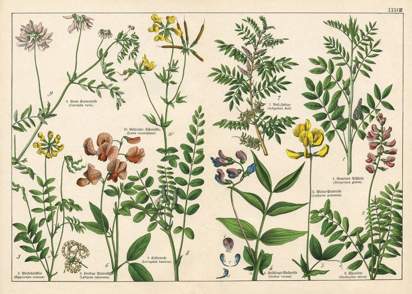 Vintage Botanicals - set of 8 botanical designs - Decoupage Paper